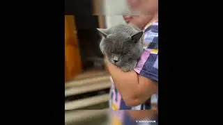 Michiko.ru | Кот Батон ищет дом. Отдаем бесплатно. Кошки в дар в добрые руки.