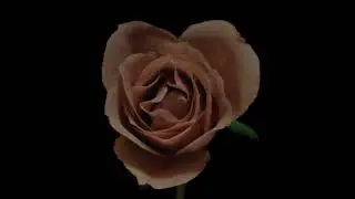 Çiçek Açma Hızlı Çekim (Tefekkür İçin)