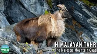 Himalayan Tahr - The Majestic Mountain Goat of the Himalayas