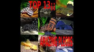 💓🐠🐟TOP 13 PLECOS amazing¡¡💓🐠🐟LOS MAS BELLOS PLECOS PARA TU ACUARIO💓🐠🐟