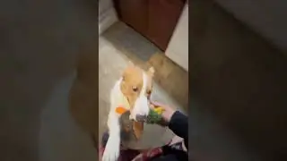 Alpha Wolf Cloud the Auggie being part of the pack!! Cute dog video