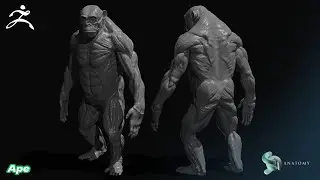 Ape Anatomy Sculpting In ZBrush & ZBrushCore (Details #1)