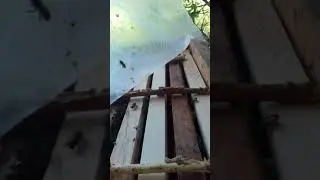 пересадка дикого роя