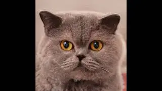 Cats - 10,000 of Them!