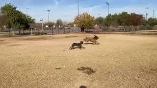 Chewy and Toby play  Pt. 1