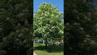 Снова цветут каштаны 🥰