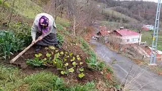 Bahçeye Marul Fidesi Dikimi Yaptık