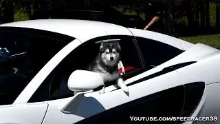 This dog owns a McLaren 570S Spider