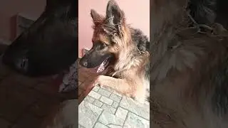 Panchayat ka new member german shepherd #doglover #shortsfeed #petowner #labrador #viral #shorts