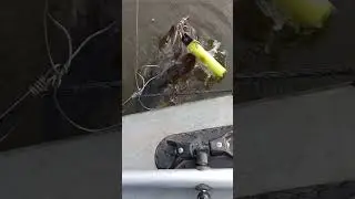 бешеный клёв щуки!