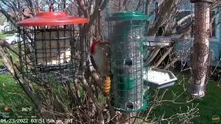 Red-winged Blackbird and Red-bellied Woodpecker