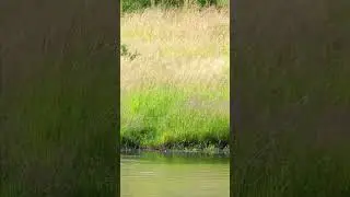Find the Crocodile 👀 75% people fail to find 