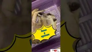 Понос у суриката #meerkat #сурикотики #cat #шпротик