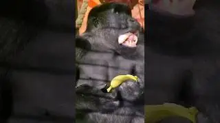 How do you eat a banana? 