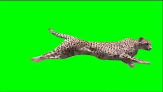 Cheetah running at full speed (Green Screen)