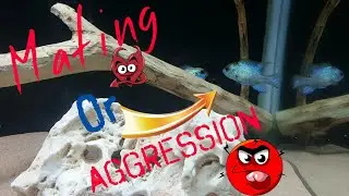 South American Acaras |Mating or aggression | Watch in 1080p