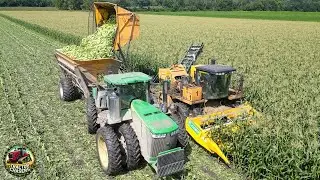 Sweet Corn Harvesting Machines at Work