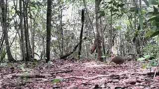 Lambu pé roxo na serva.