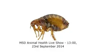 Ticks & Fleas