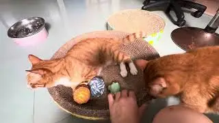 貓，全部都係！