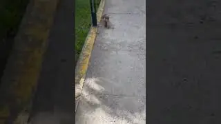 Тобик😂🐕🌪✨⭐️🌟💫☀️☀️☀️☀️