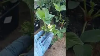 Клубника Фестивальная