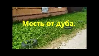 Дуб мстит