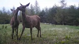 CAMERA TRAPS: Here are the animals I 