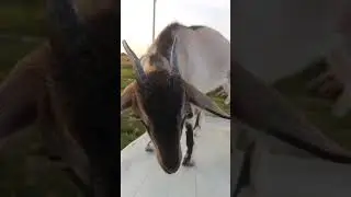 Марта, дочь ч/п альпа Казачка и Мурзилки