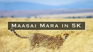 Maasai Mara in 5K