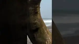 Pantai Baru Bantul - Nelayan Berlabuh