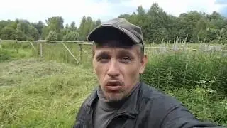 Всем спасибо за советы!Собака для охраны дома в деревне 2.