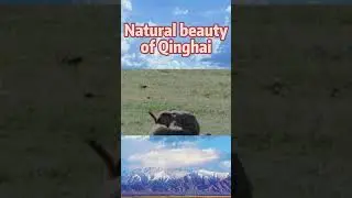 Sentry himalayan marmot defends its colony
