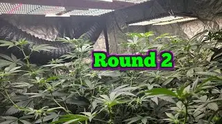 Grow Update - Bahama Berry Round 2