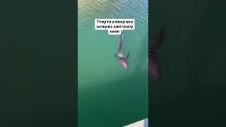 Seeing this octopus is a once in a lifetime experience 