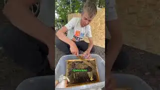 Первый самостоятельный сбор меда 🍯 28.07.2023г.