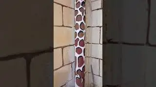 жираф буржуй.