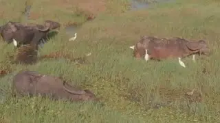 Буйволы и цапли Гоа.