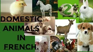DOMESTIC ANIMALS IN FRENCH/ Les animaux domestiques
