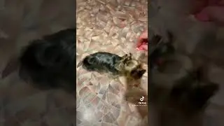 Основы собачьей Психологии…