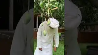 Candid Sadhguru ❤🎶Mangoes! Mangoes... Mangoes...  Mangoes 🎶🥭 