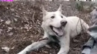 КЛАВА КОКА КУСАЕТСЯ !