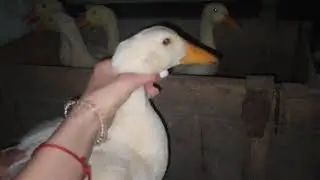 Белые утки
