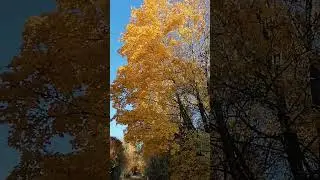 19 октября 2024 г.