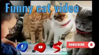 অস্থির বিনোদনে ভরপুর .Viral cat video .enjoy to funny video