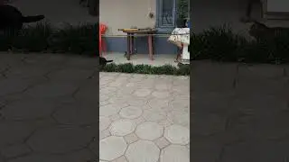 Собачка Тонька все испортила #облом #ржака #кошки #собачка #котыисобаки #смешно #юмор #рекомендации