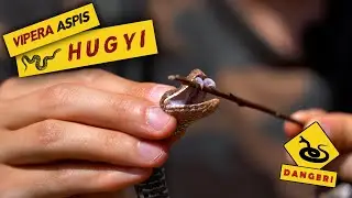 Alla ricerca della VIPERA ASPIS HUGYI