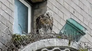 Baby Hawks Growing Up In New York City