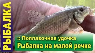 Fishing on the float. Float rod on a small river. Gudgeon, Rudd, Dace and bleak