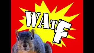 SO CUTE ANIMALS